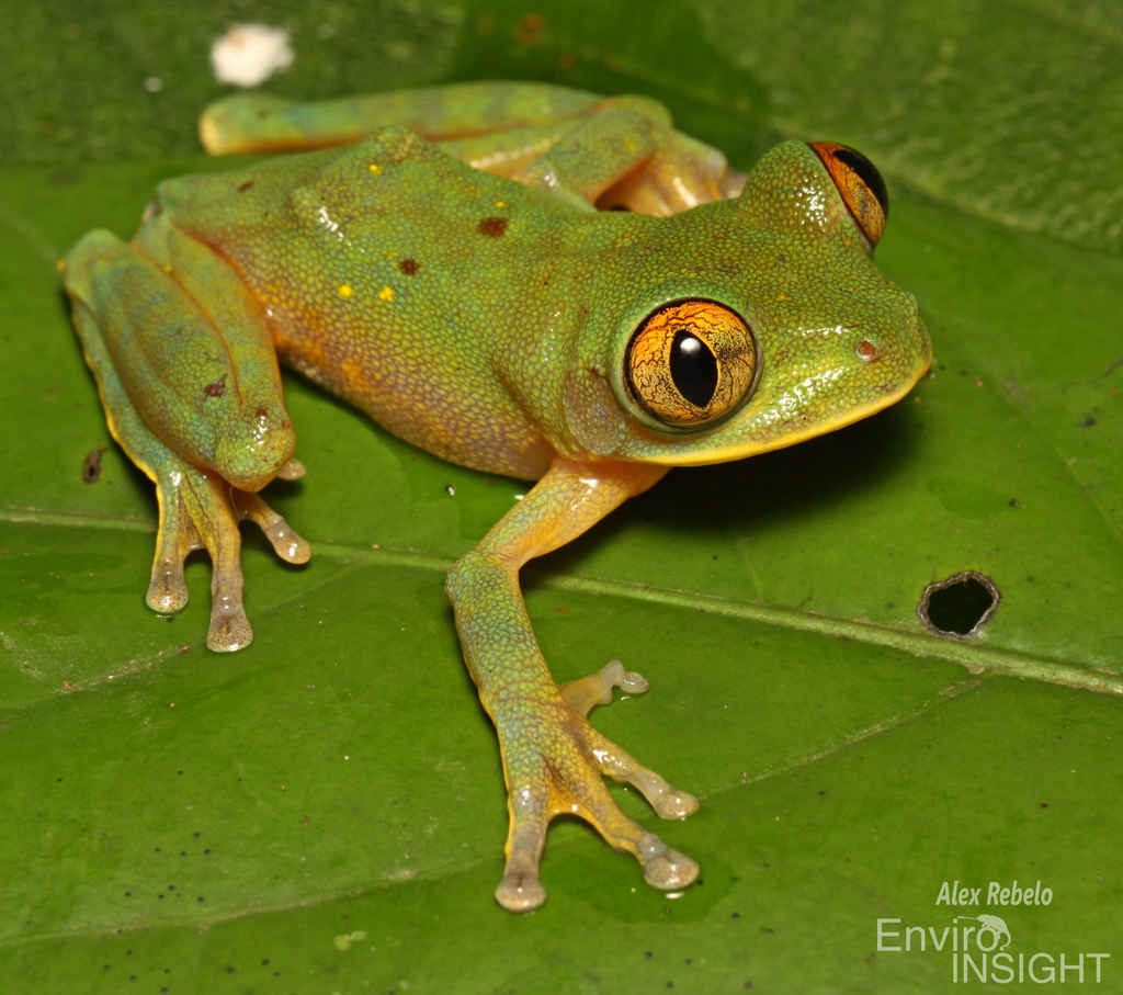 Tai Forest Treefrog