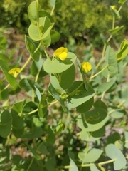 Baptisia perfoliata