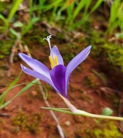 Romulea apollinis