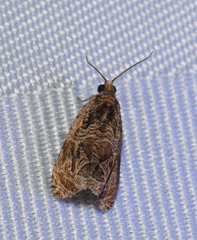 Olethreutes furfuranum