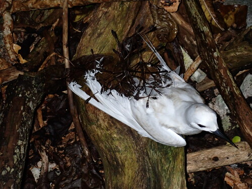 Pisonia grandis iNat (1)