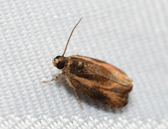 Olethreutes nigranum