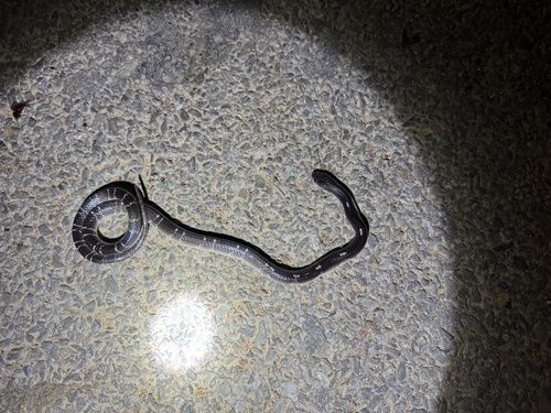 Common Krait