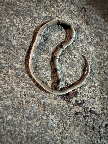 Banded kukri snake