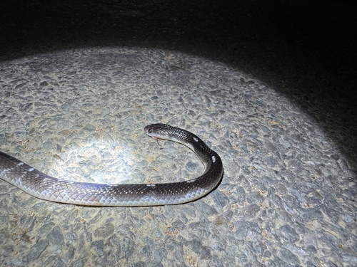 Common Krait