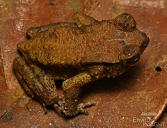 Togo Toad photo 3
