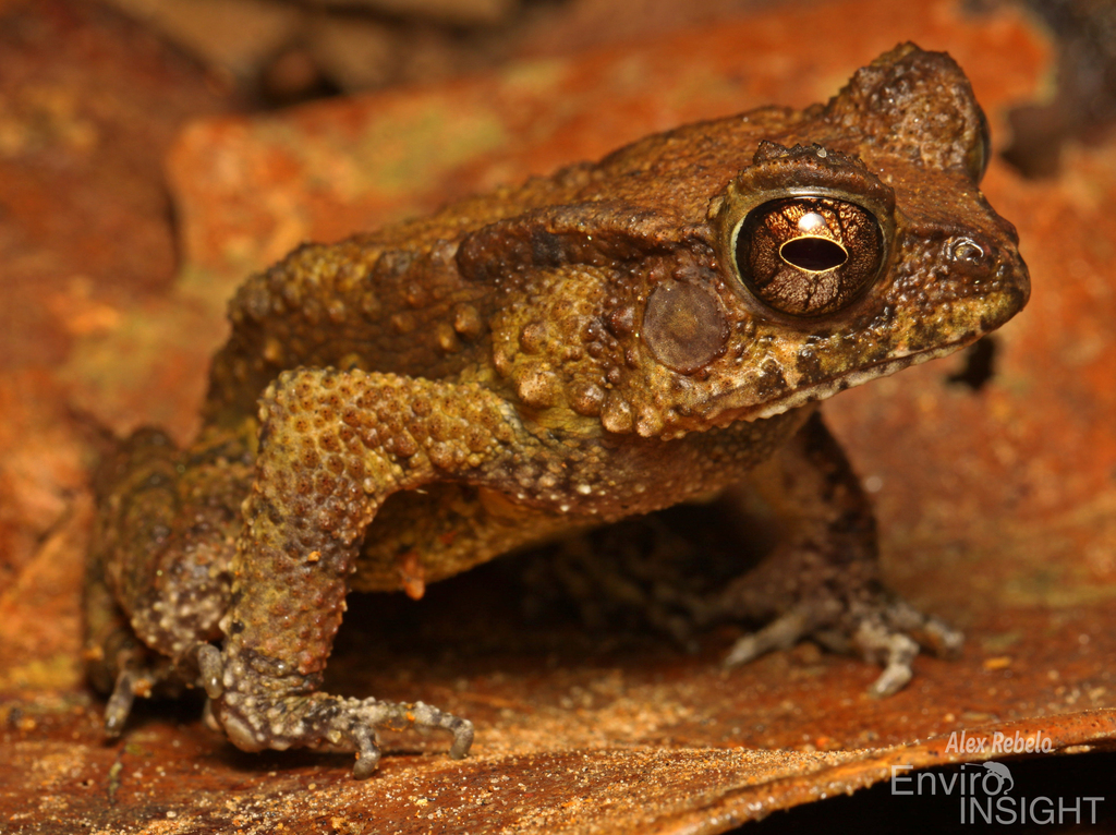 Togo Toad