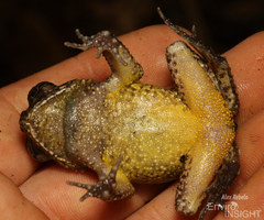 Togo Toad photo 4