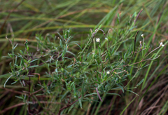 Epilobium leptophyllum