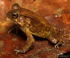 Togo Toad photo 2
