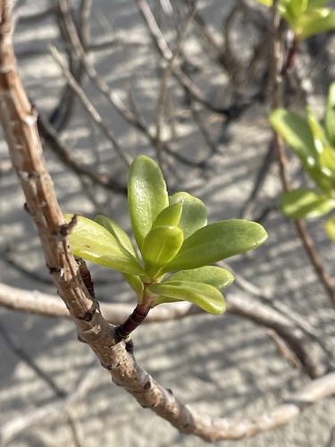Foto de Salsa-da-praia