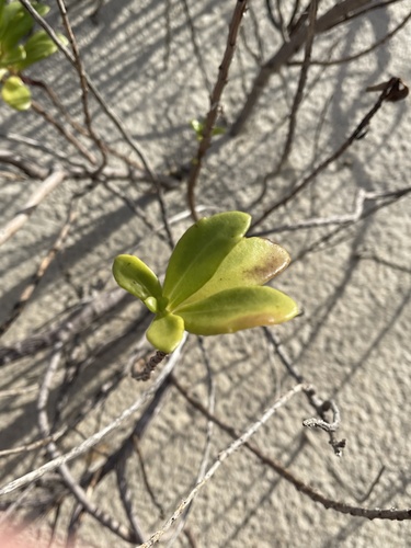 Foto de Salsa-da-praia