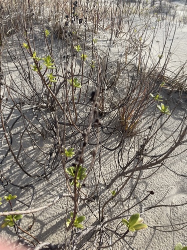 Foto de Salsa-da-praia