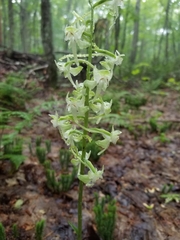 Platanthera macrophylla