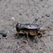 Japanese Burrowing Cricket - Photo (c) John Himmelman, some rights reserved (CC BY-NC-ND), uploaded by John Himmelman