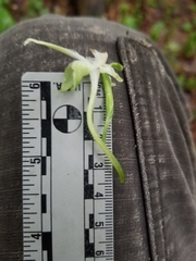 Platanthera macrophylla