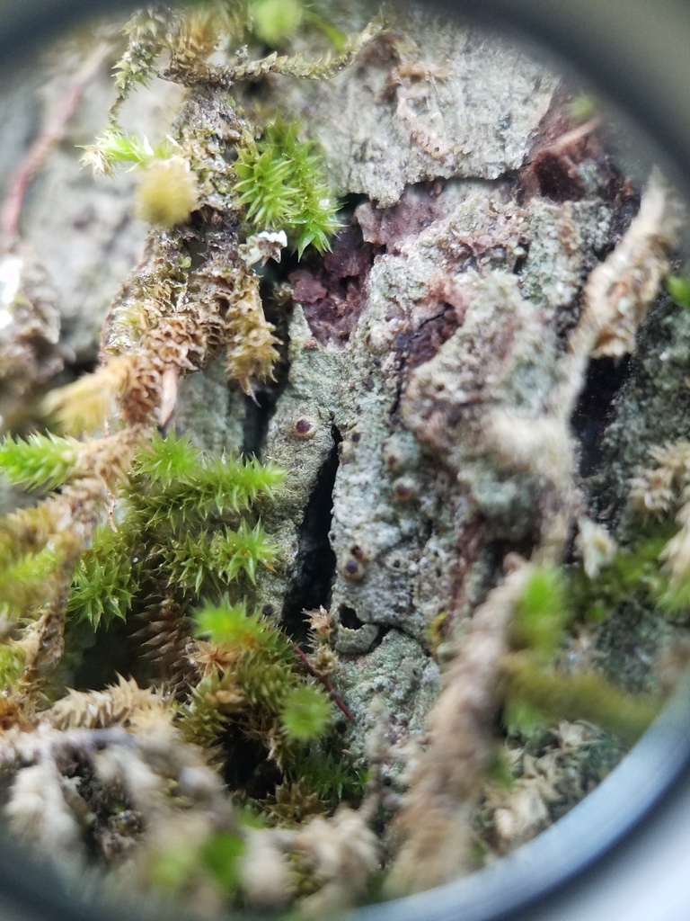 Thelopsis inordinata