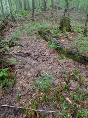 Platanthera macrophylla