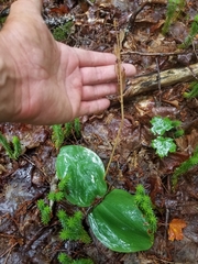 Platanthera macrophylla