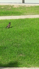 Acridotheres tristis