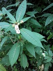 Impatiens glandulifera