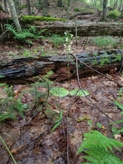 Platanthera macrophylla