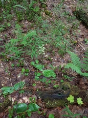Platanthera macrophylla