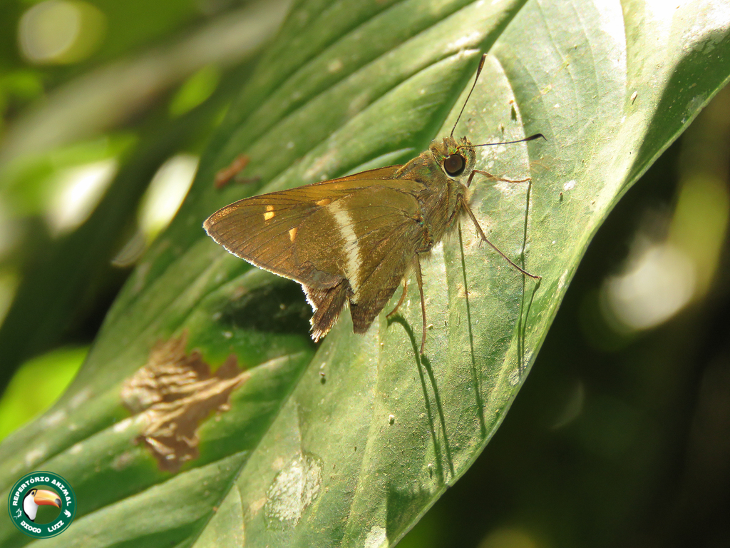 Stub-tailed Skipper