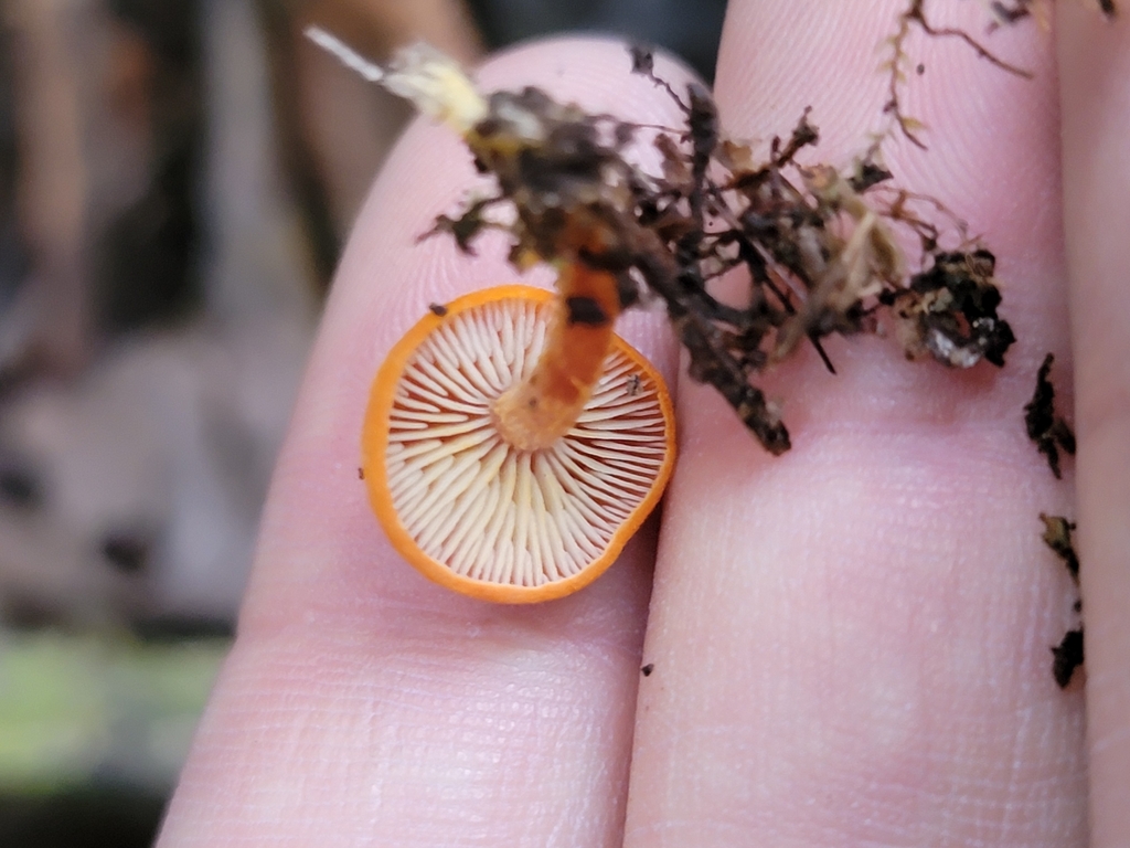 Lactocollybia aurantiaca