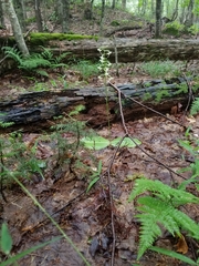 Platanthera macrophylla