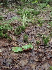 Platanthera macrophylla