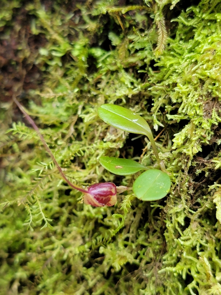 Masdevallia nidifica