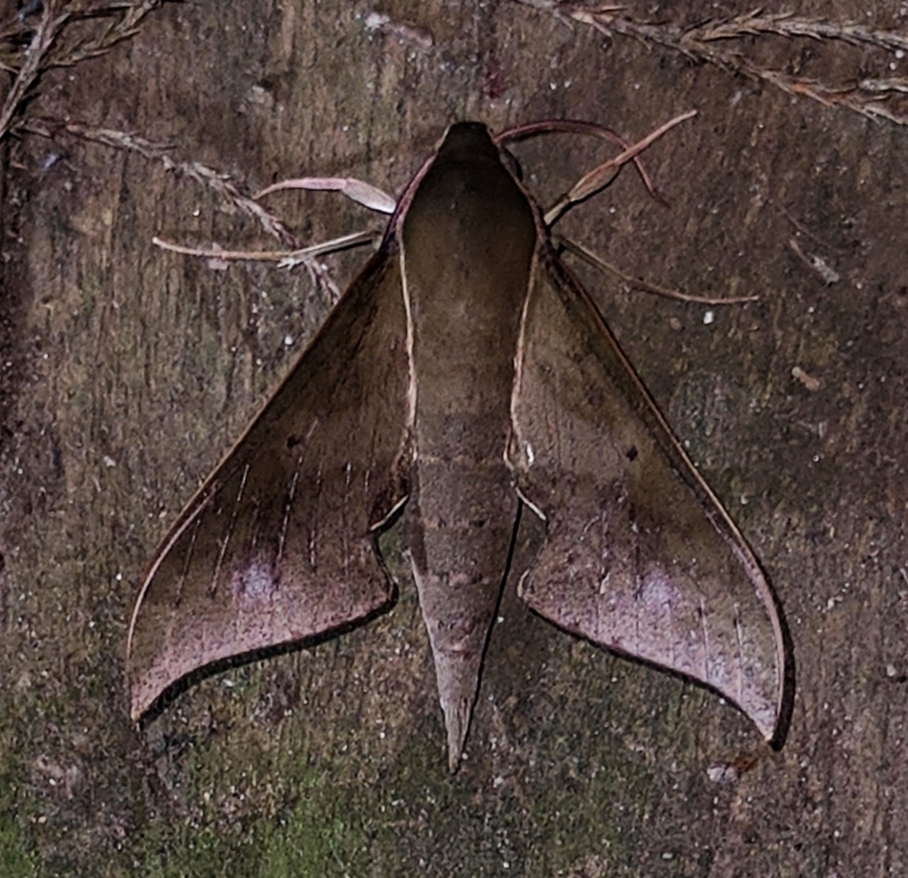 Xylophanes porcus