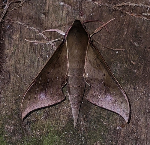 Xylophanes porcus
