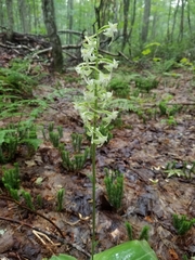 Platanthera macrophylla
