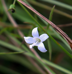 Campanula aparinoides