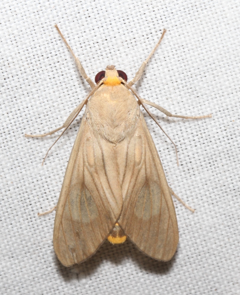 Trichromia leucoplaga
