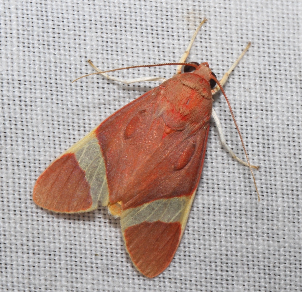 Trichromia drucei