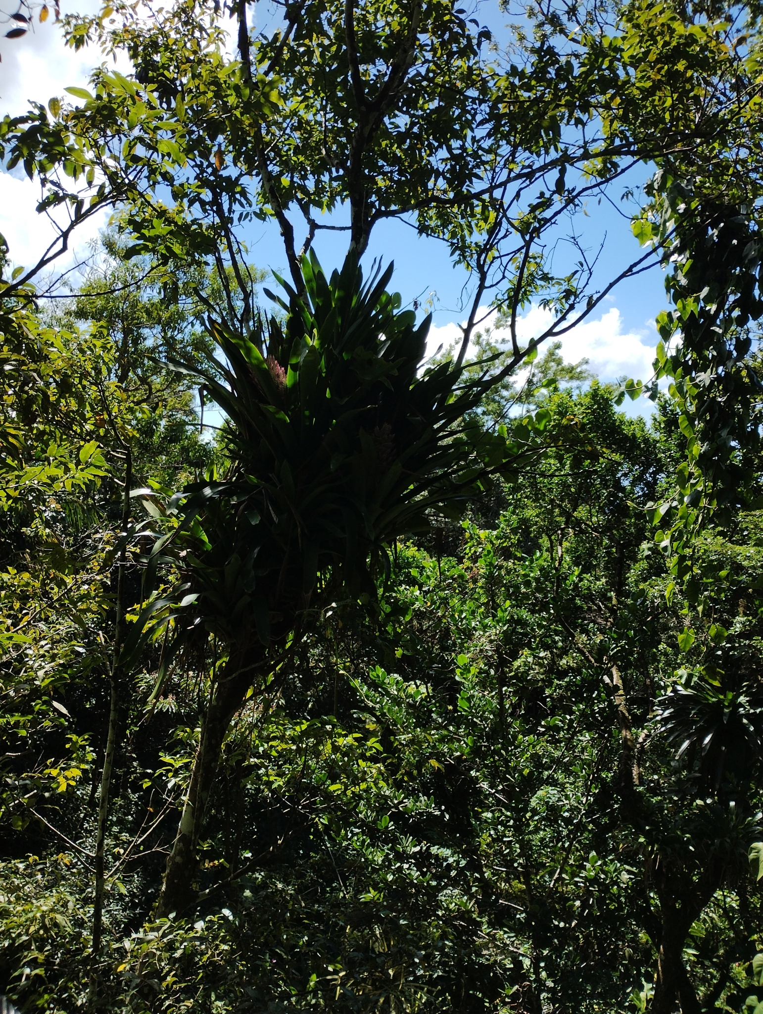 Aechmea smithiorum