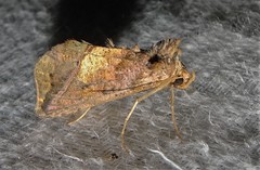 Pseudeva purpurigera