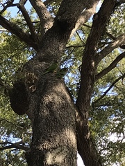 Thectocercus acuticaudatus