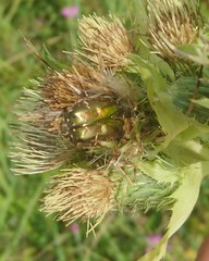 Protaetia cuprea