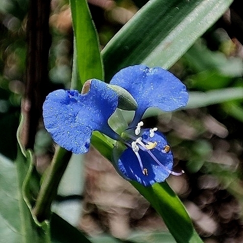 Commelina schomburgkiana