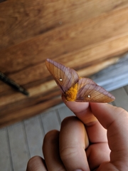 Anisota virginiensis