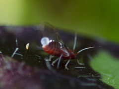 Bactericera antennata