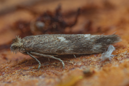 Highland Bent-wing