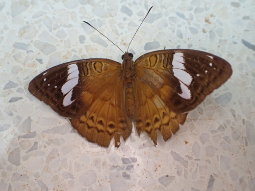 Dark Nymph