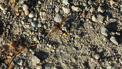 Delta unguiculatum