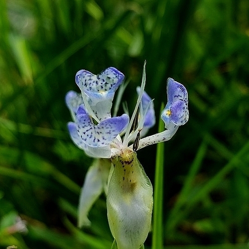 Larentia linearis