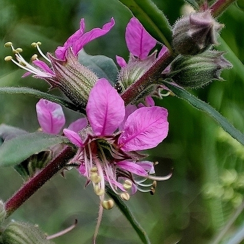 Pleurophora saccocarpa